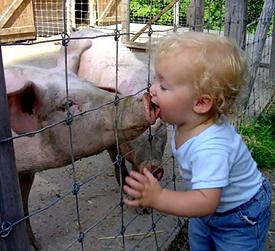 swine-kiss (1)
