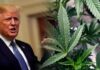 Trump dá um passo rumo à liberdade ao reclassificar a maconha como uma droga leve